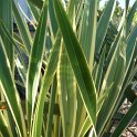 Phormium tenax 'Variegatum'